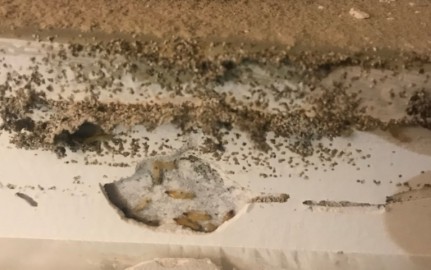 抗白蟻性能檢測(cè)