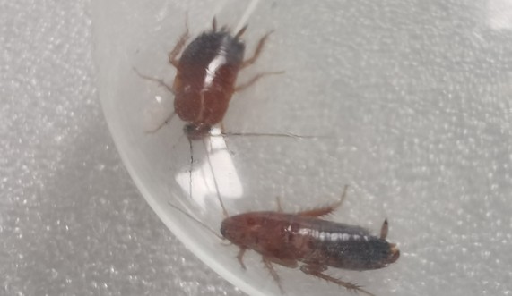 病媒生物消殺檢測(cè)