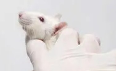 病媒生物消殺檢測(cè)