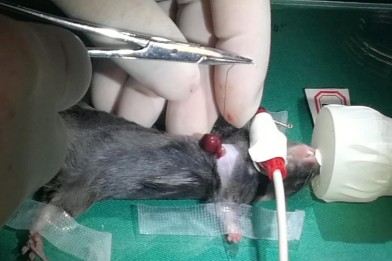 小鼠急性毒性試驗