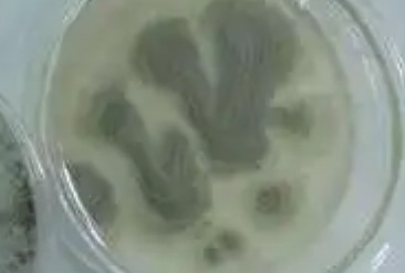 靜態(tài)環(huán)境試驗(yàn)艙微生物生長試驗(yàn)