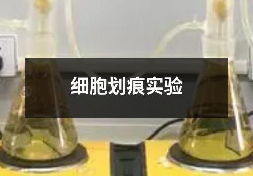 細(xì)胞劃痕實(shí)驗(yàn)