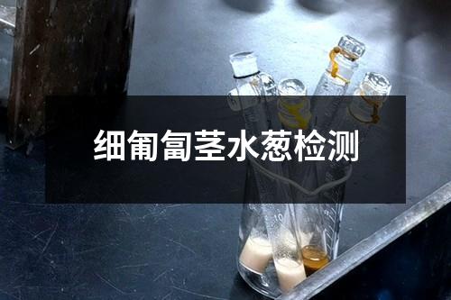 細(xì)匍匐莖水蔥檢測