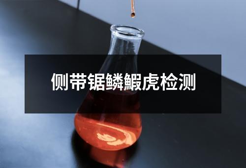 側(cè)帶鋸鱗鰕虎檢測(cè)