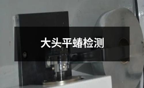 大頭平蝽檢測