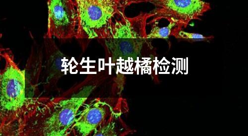 輪生葉越橘檢測(cè)