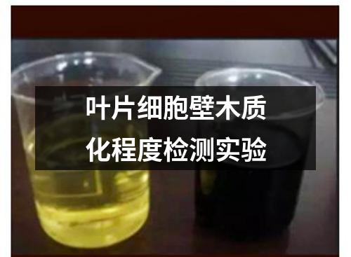 葉片細(xì)胞壁木質(zhì)化程度檢測(cè)實(shí)驗(yàn)