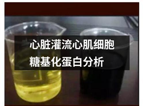 心臟灌流心肌細(xì)胞糖基化蛋白分析