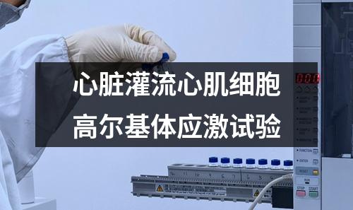 心臟灌流心肌細胞高爾基體應激試驗