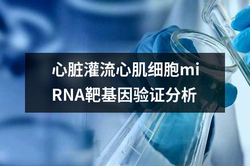 心臟灌流心肌細(xì)胞miRNA靶基因驗證分析